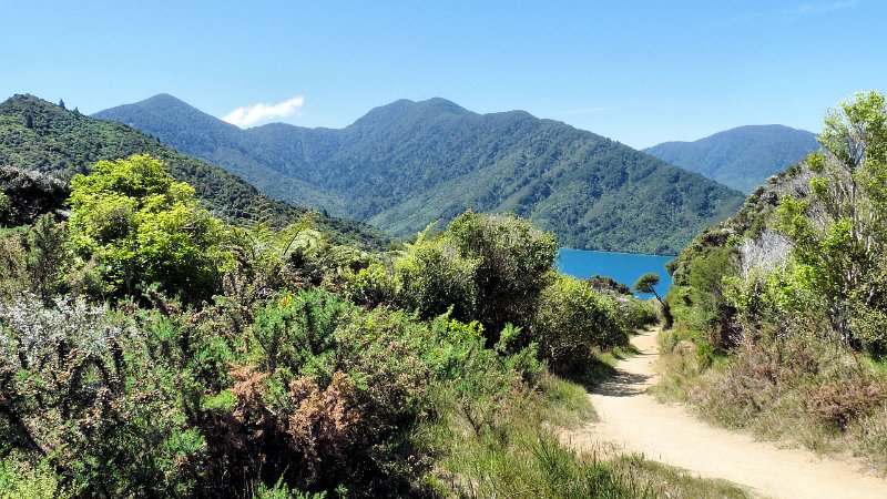 E (38) Queen Charlotte track.JPG